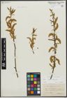 Foto von Salix alba L. x Salix fragilis L.